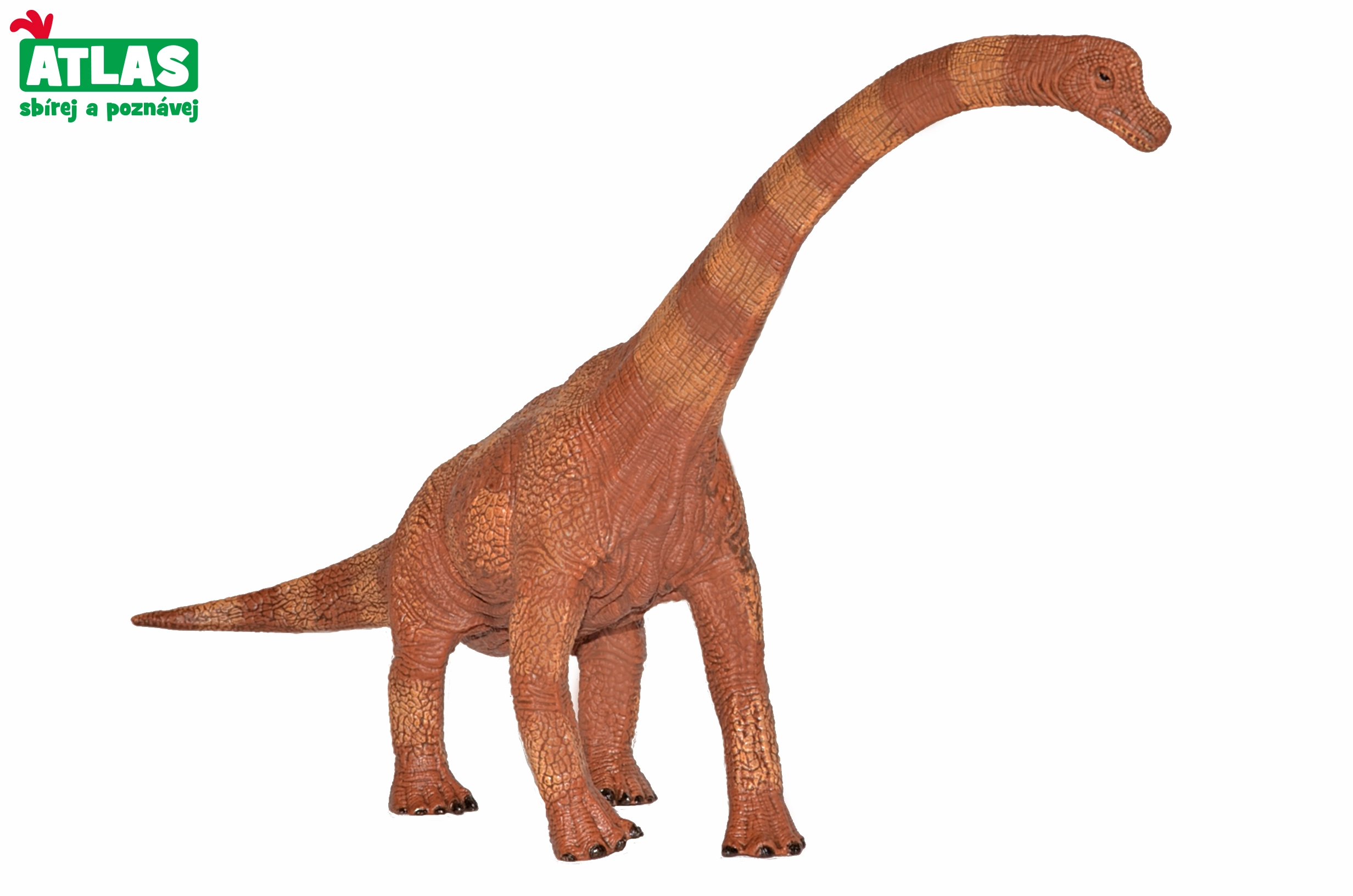 Atlas G Dino Brachiosaurus