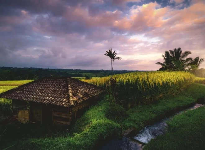 Puzzle Rýžová pole na Bali 500 dílků