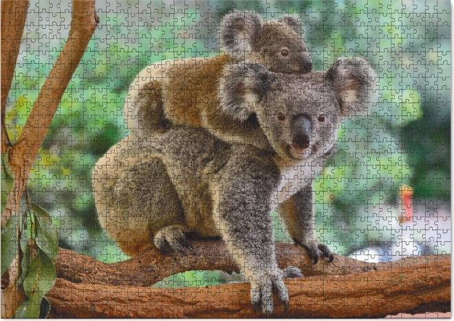 Dodo puzzle koala s mládětem 1000 dílků