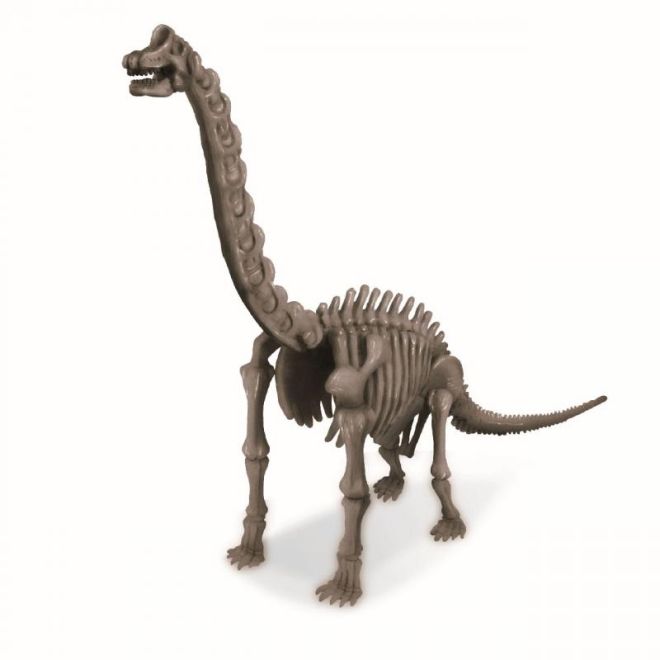 Dinosauří kostra - Brachiosaurus