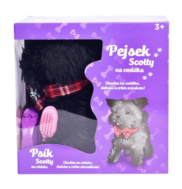 Pejsek Scoty na vodítku