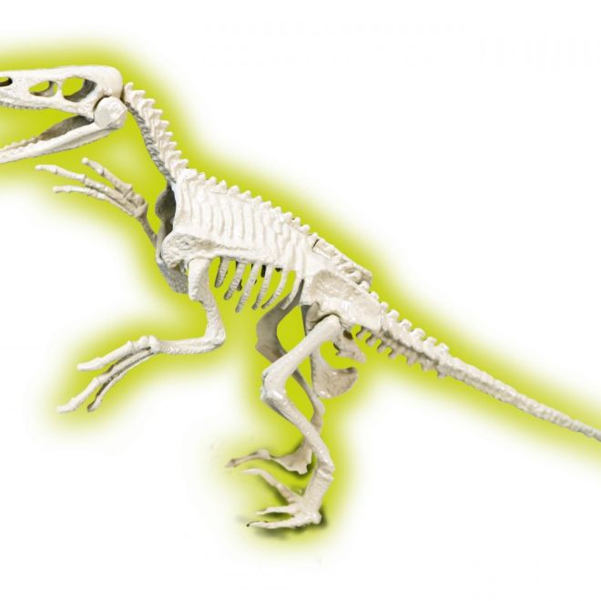 Fosilie velociraptora