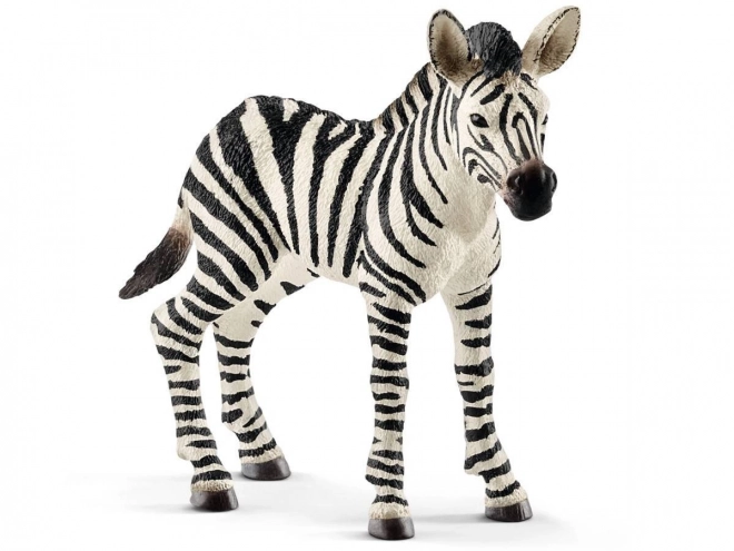 Zebra, hříbě