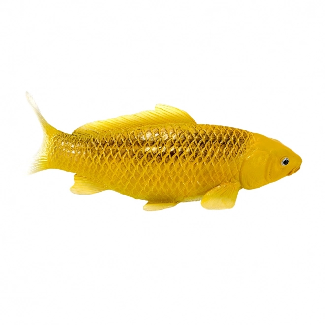 Mojo kapr koi Matsuba