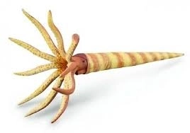 Collecta orthoceras model