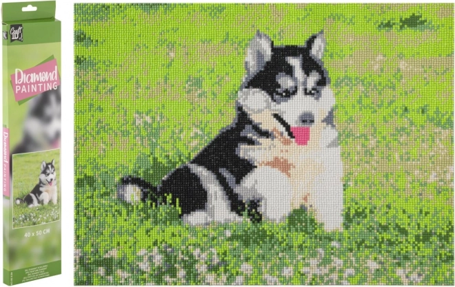 GRAFIX Diamantové malování Husky 40x50cm