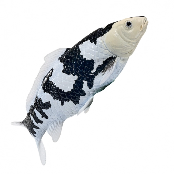 Mojo kapr Koi Shiro Utsuri