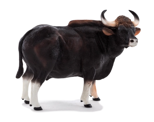 Mojo Gaur býk