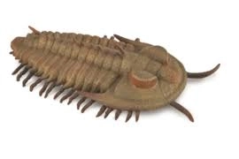 Redlichia Rex trilobit