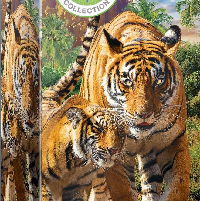 EUROGRAPHICS Puzzle Save Our Planet: Tygři XL 250 dílků