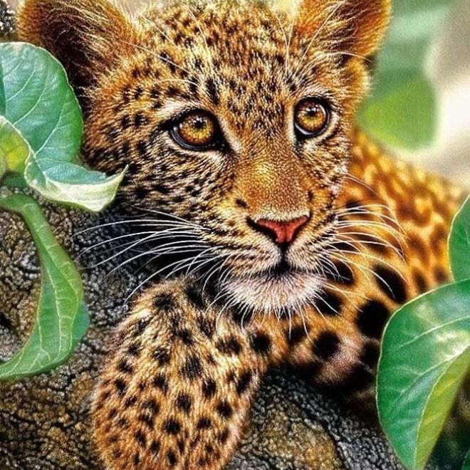 Sada na diamantové malování - leopard