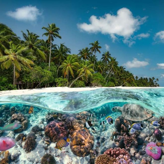 RAVENSBURGER Puzzle Potápění na Maledivách 2000 dílků