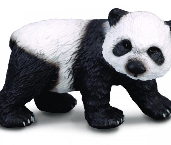 Panda velká - mládě