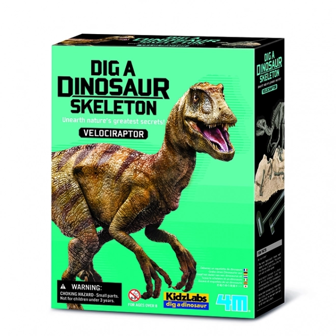 Dinosauří kostra Velociraptor