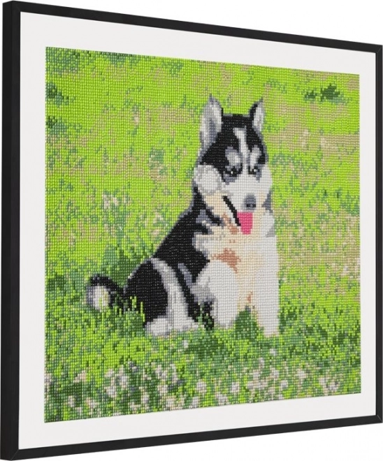 GRAFIX Diamantové malování Husky 40x50cm