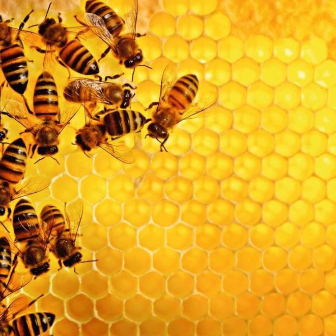 RAVENSBURGER Puzzle Challenge: Včely na medové plástvi 1000 dílků