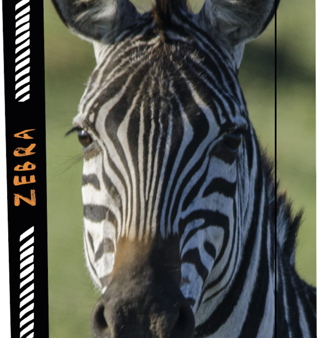 OXYBAG Box na sešity A4 Jumbo Zebra