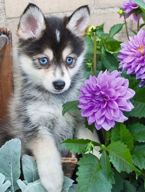 2D puzzle pro seniory Roztomilý husky 500 dílků