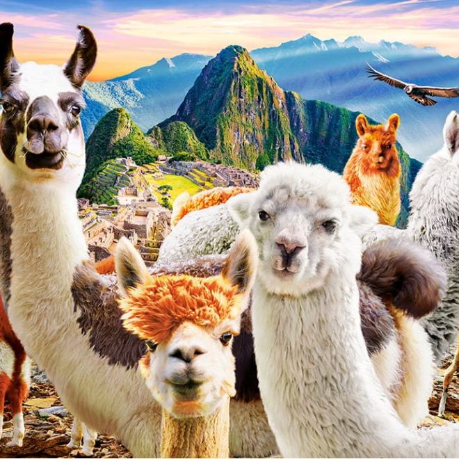 CASTORLAND Puzzle Selfie lam na Macchu Picchu 1000 dílků