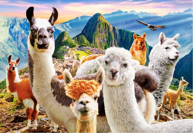 Puzzle Llamas Selfie 1000 dílků