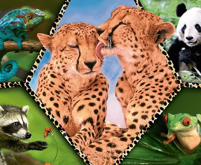 Puzzle 100 prvků - přírodní krásy Animal Planet