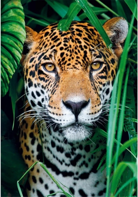 Puzzle 500 dílků Jaguar v džungli