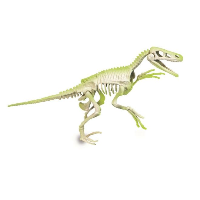 Sada pro paleontology Velociraptor