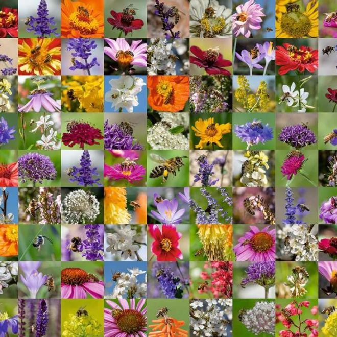 RAVENSBURGER Puzzle Včely na květinách 1000 dílků