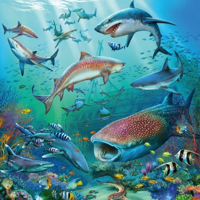 RAVENSBURGER Puzzle Zvířata z oceánu 3x49 dílků