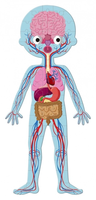 JANOD Puzzle Lidské tělo 3v1 (50,75,100 dílků)
