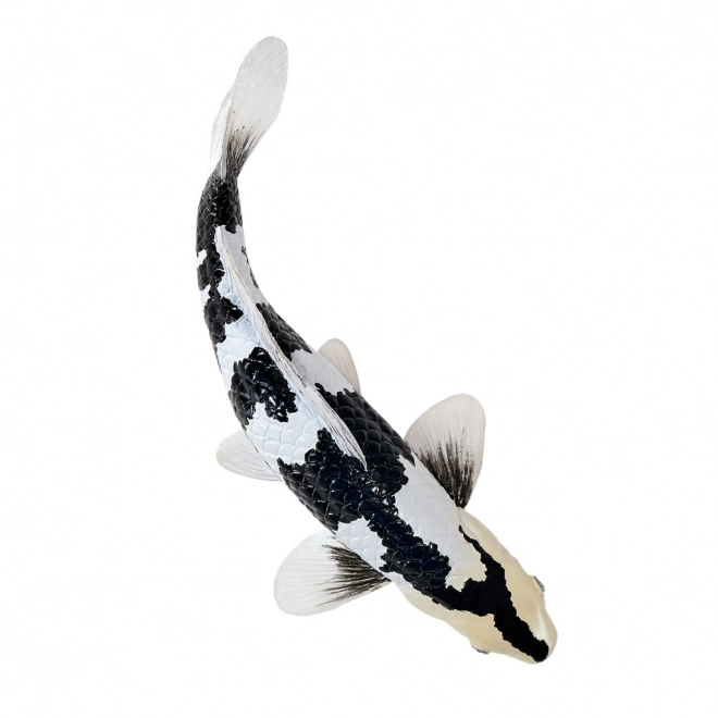 Mojo kapr Koi Shiro Utsuri