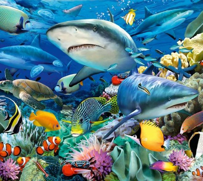 Žraločí útes 100 dílků