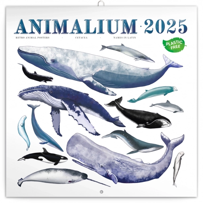 NOTIQUE Poznámkový kalendář Animalium 2025, 30 x 30 cm