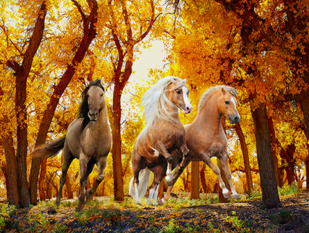 Sada na diamantové malování - tři koně v podzimní krajině