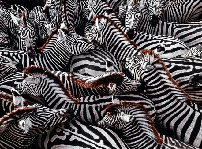 CLEMENTONI Puzzle National Geographic: Zebry v ohradě 1000 dílků
