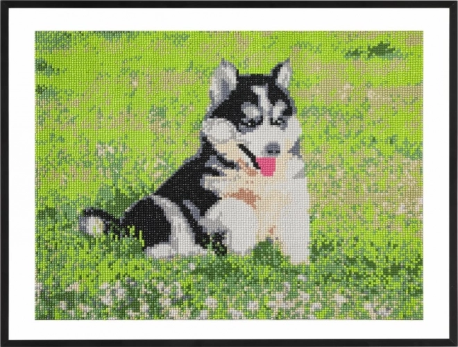 GRAFIX Diamantové malování Husky 40x50cm