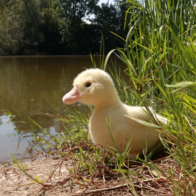 Plyšový pták kachna 24 cm ECO-FRIENDLY