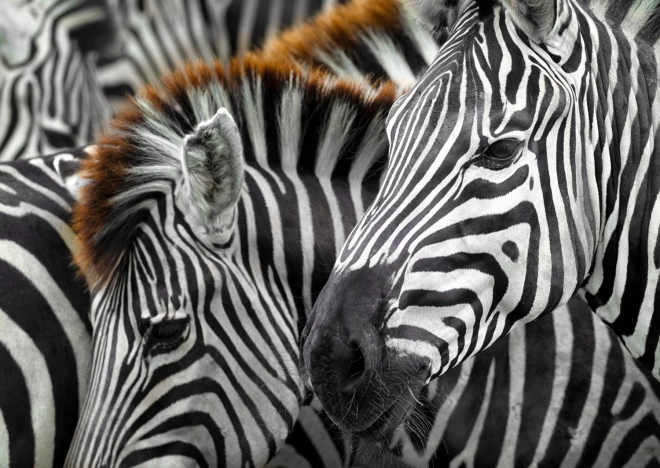 Užijte si puzzle Zebra 1000 dílků