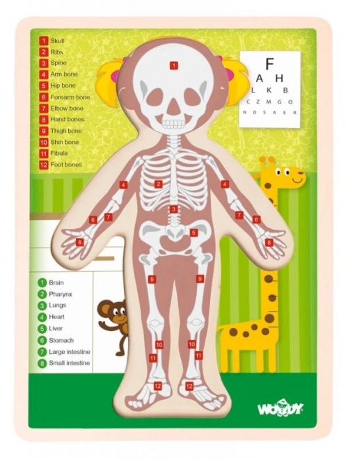 WOODY Oboustranné puzzle Lidské tělo - Dívka (anglicky)