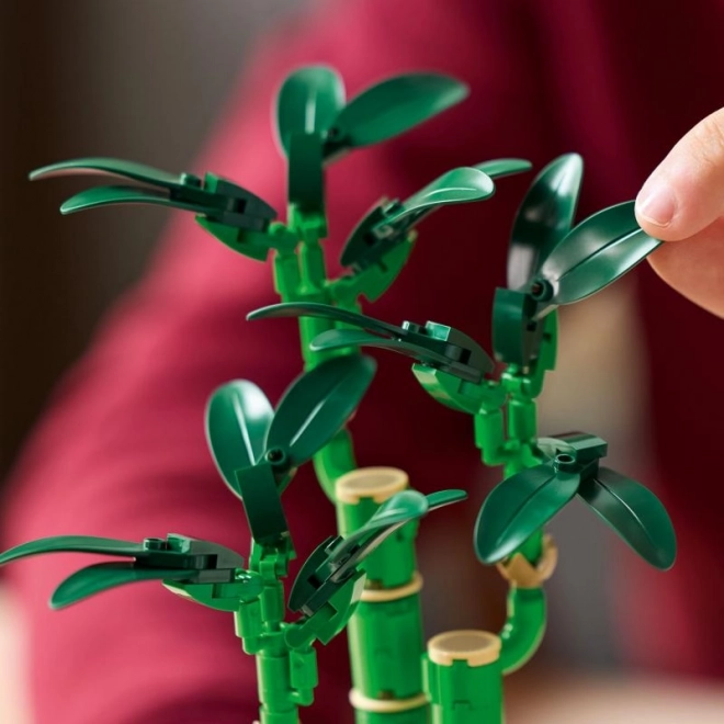 Lego Botanicals Dracena Sandera