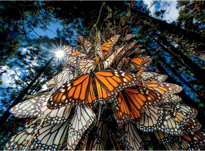CLEMENTONI Puzzle National Geographic: Miliony motýlů monarchů cestují do zimovišť v Mexiku 1000 dílků
